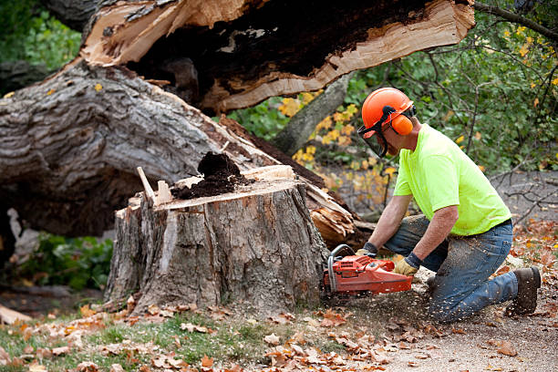 Trusted Whitesboro, NY Tree Services Experts